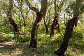 Managed cork oak (Quercus suber) forest