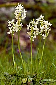 Provence orchids (Orchis provincialis)