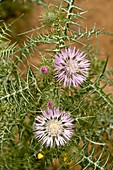 Milk thistle (Galactites tomentosa)