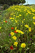 Coastal wildflowers,Sardinia,Italy