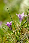 Sand-crocus (Romulea ligustica)