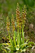 Man orchids (Orchis anthropophora)