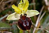 Spider orchid (Ophrys orphanidea) flower