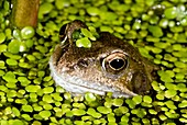 Common frog