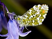 Orange-tip butterfly on bluebell