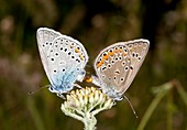 Amanda's blue butterflies mating