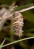 Psychid moth pupal case