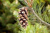 Macedonian pine (Pinus peuce) cone