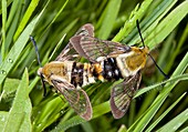 Narrow-bordered bee hawk-moths mating