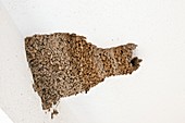 Red-rumped swallow nest on a house
