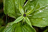 Herb Paris (Paris quadrifolia) flower