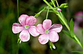 Flax (Linum viscosum) flowers