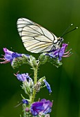 Black-veined white butterfly on bugloss