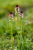 Burnt-tip orchid (Neotinea ustulata)