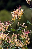 Etruscan honeysuckle (Lonicera etrusca)