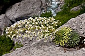 Saxifrage (Saxifraga longifolia)