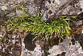 Spleenwort (Asplenium septentrionale)