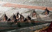 Lesser horseshoe bats roosting