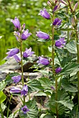 Giant bellflower (Campanula latifolia)