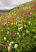 Flowering mountain grassland,Turkey