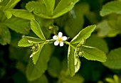 White cinquefoil (Potentilla elatior)