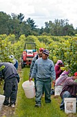 Wine grape harvest,USA