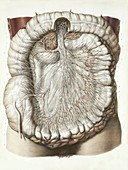 Small intestine,1839 artwork