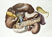 Abdominal anatomy,1839 artwork