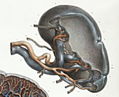 Spleen anatomy,1839 artwork