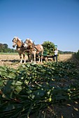 Harvest on an Amish farm