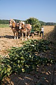 Harvest on an Amish farm
