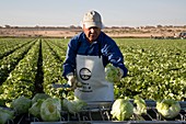 Lettuce harvest,USA