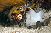 Smasher Mantis Shrimp with prey