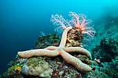 Starfish in Coral Reef (Linckia)