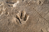 Dinosaur track (Eubrontes)