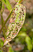 Purple Loosestrife leaf