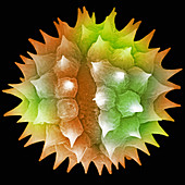 Ragweed Pollen. SEM