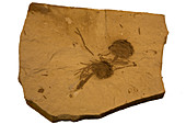 Fossil Dawn Redwood cones