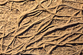 Fossil Worm burrows (Arthrophycus)