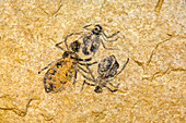 Fossil Dragonfly larvae (Libellula doris)