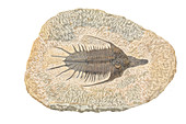 Fossil Trilobite (Psychopyge elegans)