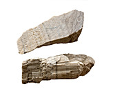 Fossil Coral sectioned