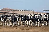 Intensive cattle farm,USA