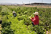 Lettuce harvest,USA