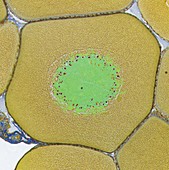 Frog egg,light micrograph