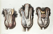 Male reproductive system,1839 artwork