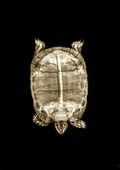 Tortoise under x-ray