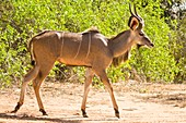 greater kudu (Tragelaphus strepsiceros)
