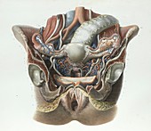 Female reproductive system,1839 artwork