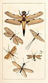 Insects,19th century artwork